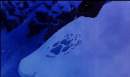 Paw Print with effects 2