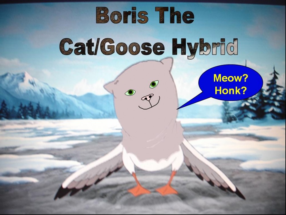 Boris the Goose cat!