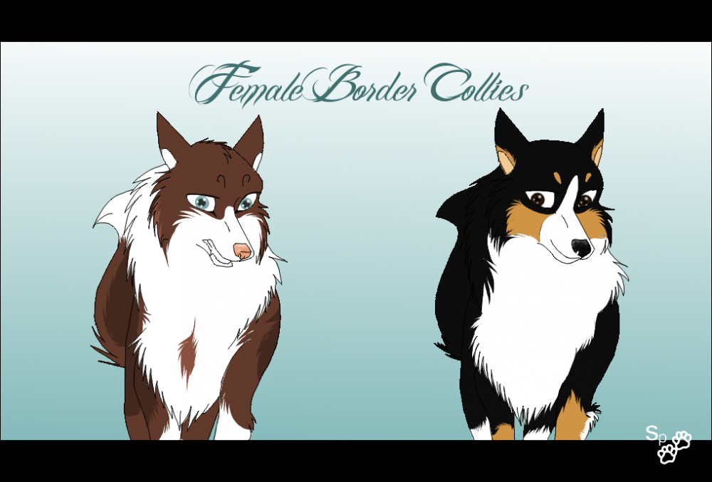 Female Border Collie - Adopt