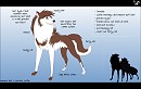 Lynn :: Maned Wolf X Border collie