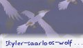 skyler_saarloos_wolfdog