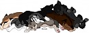 Raven and her sibs :D