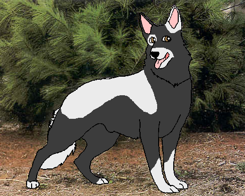 Sky my real life dog :D