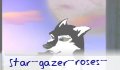 star_gazer_roses_