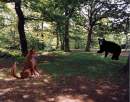 Balto