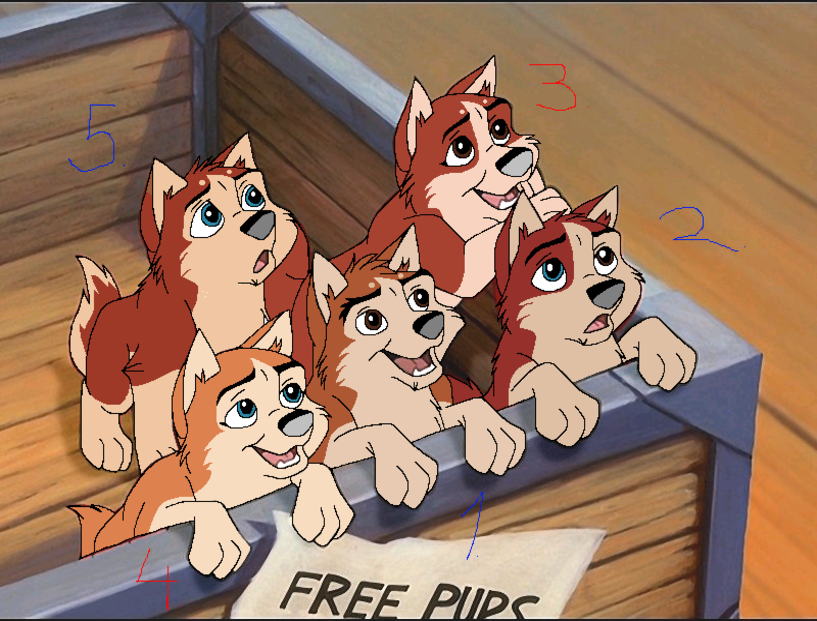 Kodi x Keira pups!