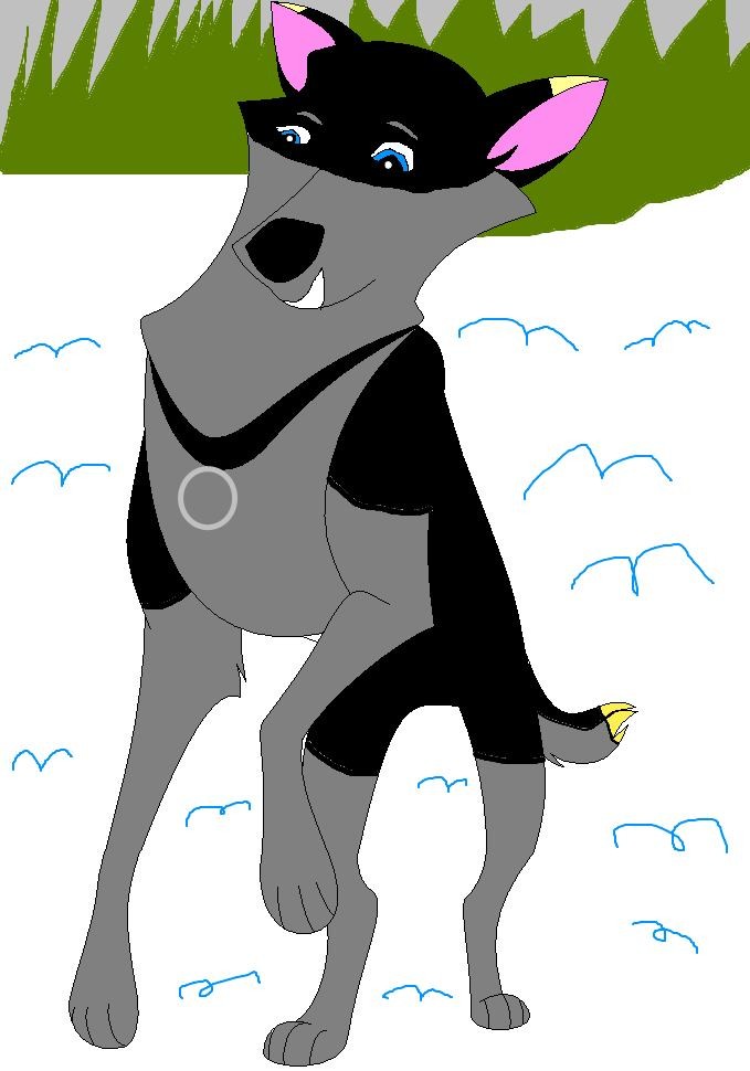 sled dog