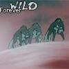 Forever Series : Wild