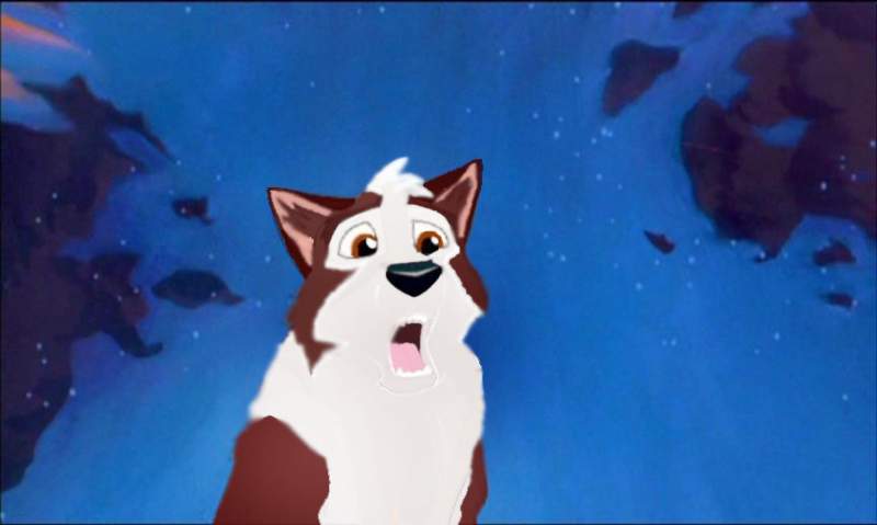 Dingo again