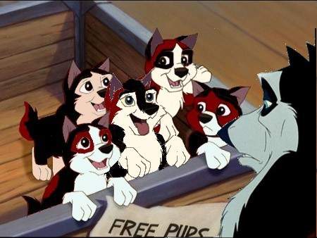 Steele's Pups