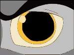 Wolf Eye *gold*