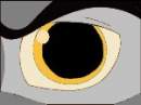Wolf Eye *gold*