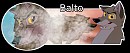 Balto Signature