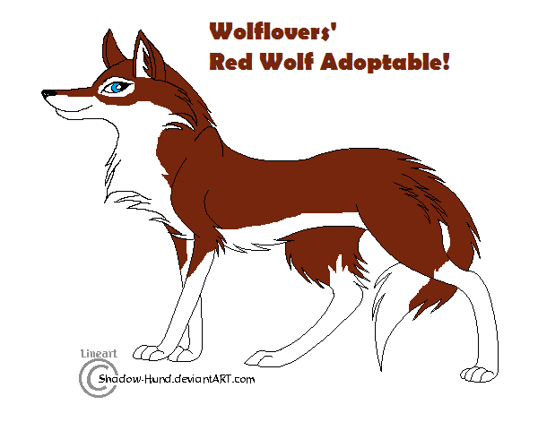 Red Wolf adoptable!
