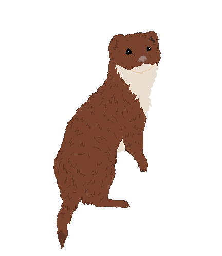 Buck- My new weasel character.