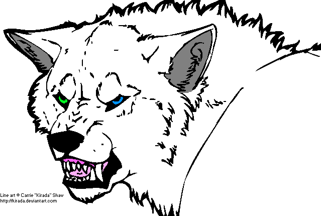 Aspen the white wolfdog
