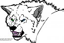 Aspen the white wolfdog
