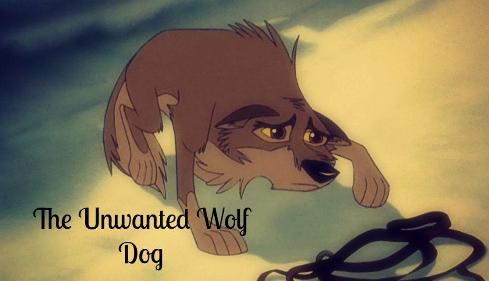 The unwanted wolf dog