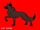 chase the wolf