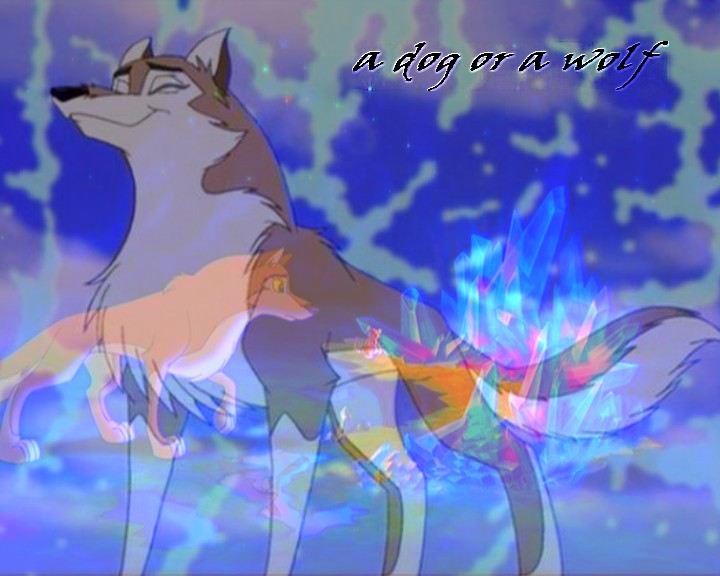 a dog or a wolf