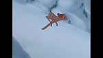 Image Bambi