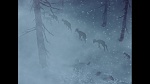Image Bambi
