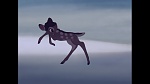 Image Bambi