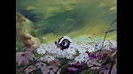 Image Bambi