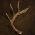 DrewTheDeer