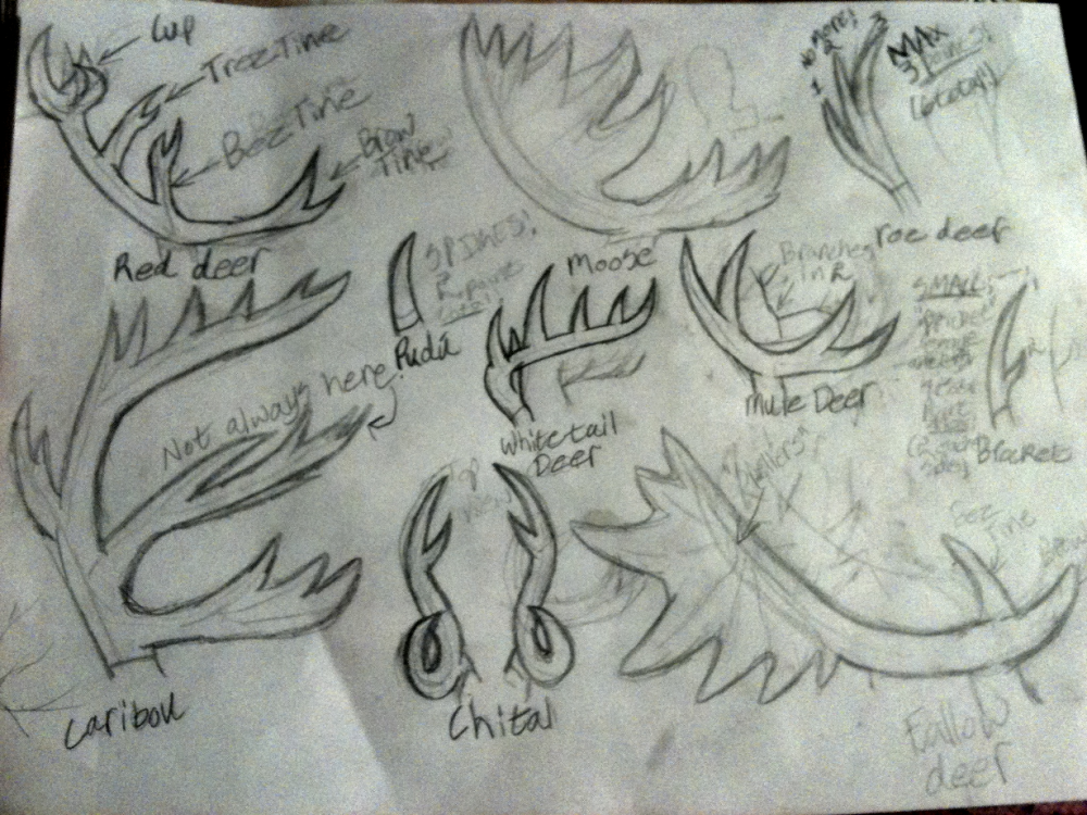 Antler Reference Chart