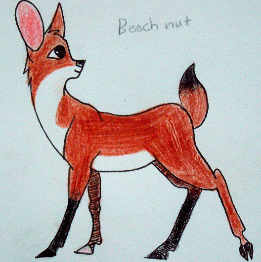 Beech nut