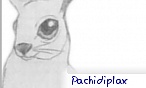 pachidiplax
