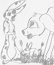 Jav and the rabbits