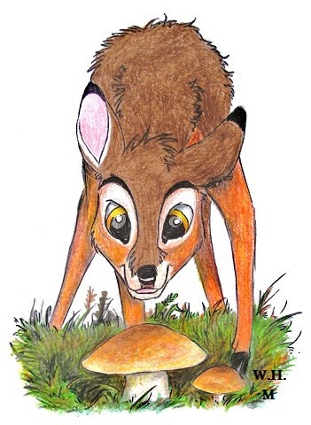 Cleft Finds some Ceps
