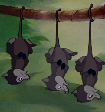 Detail Young Possums
