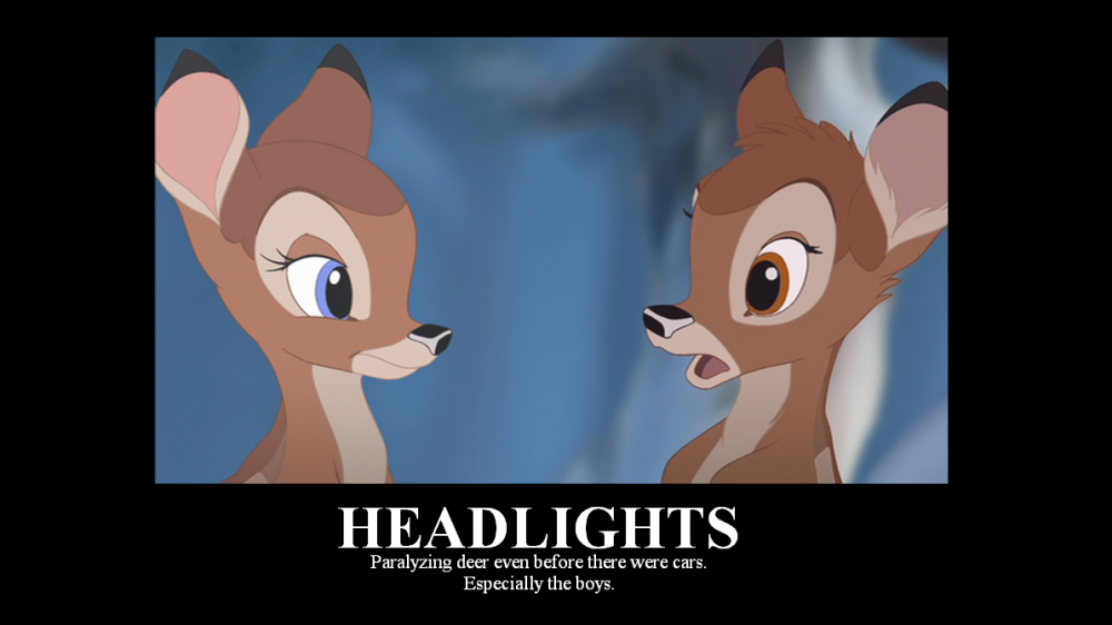 Deer in Headlights