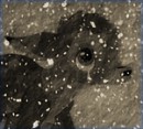Bambi Avatar
