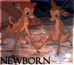 Newborn 