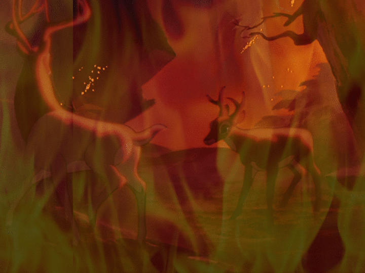 The forest is on fire