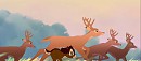 Running with the  Young Deer.