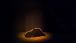 Brother Bear 2 picture