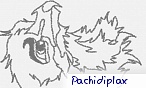 pachidiplax
