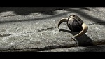 Dragons picture