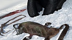 How to Train your Dragon gift of the night fury picture