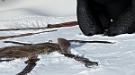 How to Train your Dragon gift of the night fury picture