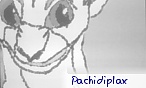 pachidiplax
