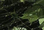 Ginga Nagareboshi Gin picture