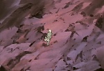 Ginga Nagareboshi Gin picture