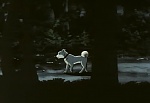 Ginga Nagareboshi Gin picture