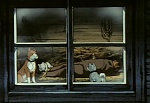 Ginga Nagareboshi Gin picture